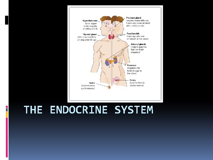 THE ENDOCRINE SYSTEM 