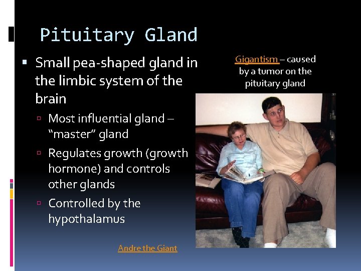 Pituitary Gland Small pea-shaped gland in the limbic system of the brain Most influential