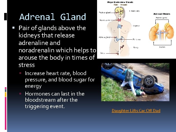 Adrenal Gland Pair of glands above the kidneys that release adrenaline and noradrenalin which