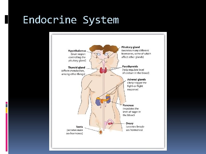 Endocrine System 