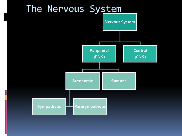 The Nervous System Peripheral (PNS) Autonomic Sympathetic Parasympathetic Central (CNS) Somatic 