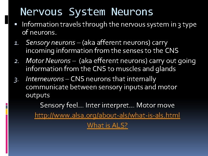 Nervous System Neurons Information travels through the nervous system in 3 type of neurons.