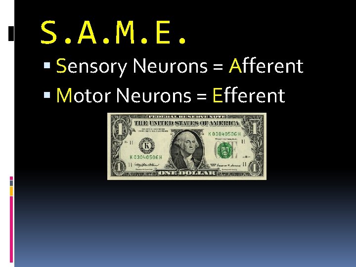 S. A. M. E. Sensory Neurons = Afferent Motor Neurons = Efferent 