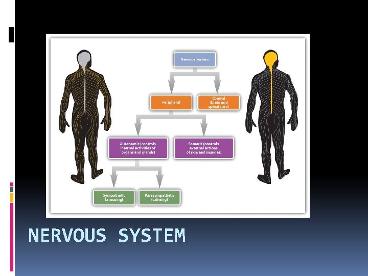 NERVOUS SYSTEM 