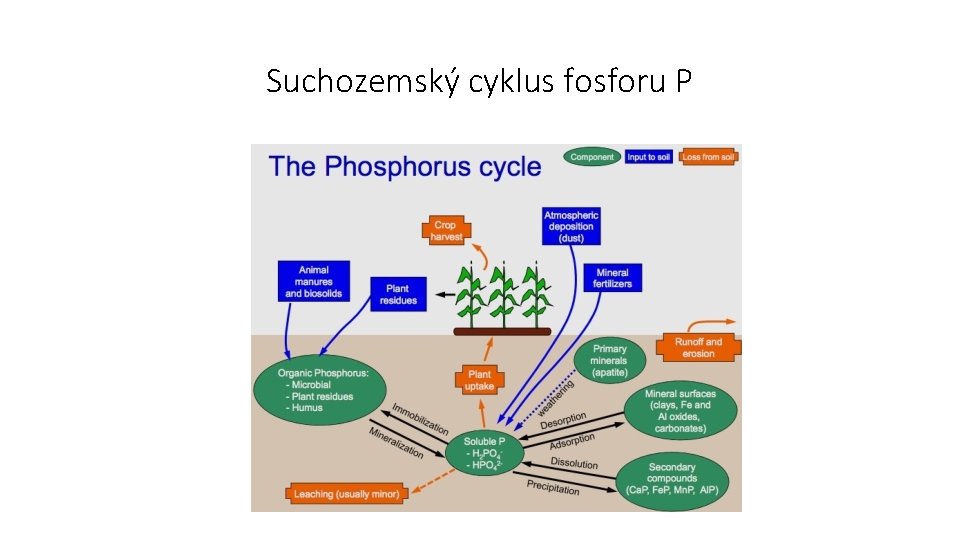 Suchozemský cyklus fosforu P 