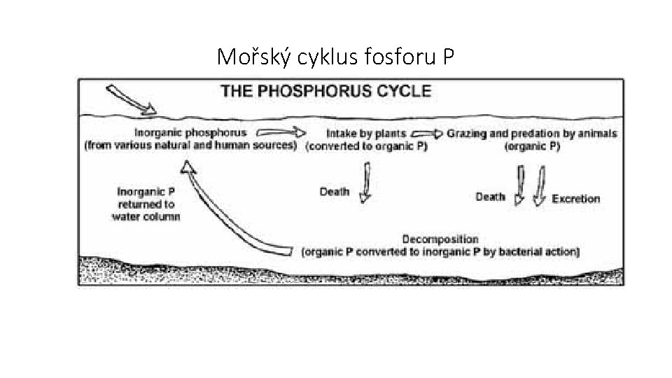 Mořský cyklus fosforu P 