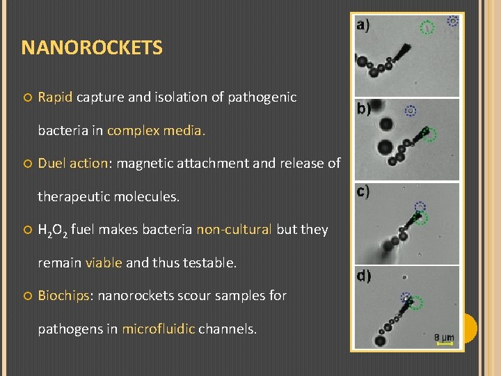 NANOROCKETS Rapid capture and isolation of pathogenic bacteria in complex media. Duel action: magnetic