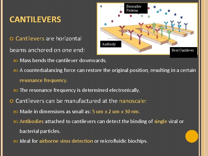 Biomarker Proteins CANTILEVERS Cantilevers are horizontal beams anchored on one end: Antibody Bent Cantilever