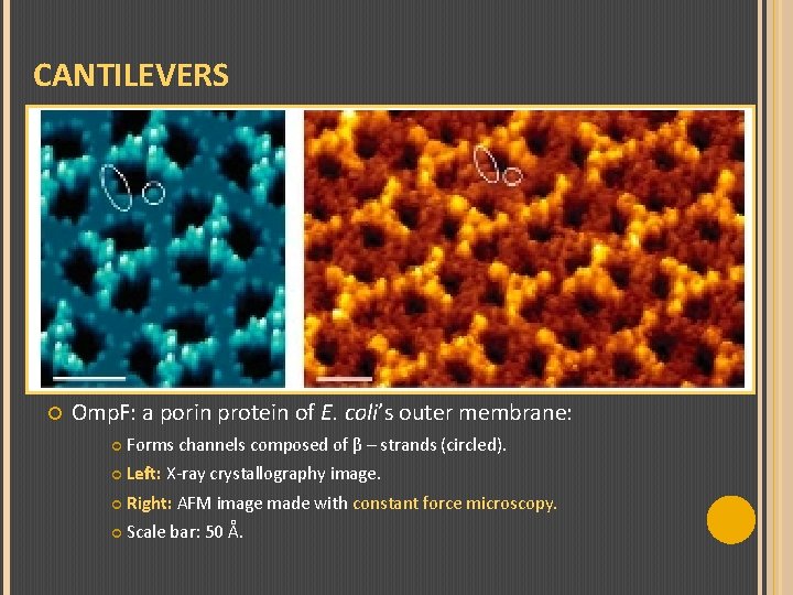 CANTILEVERS Omp. F: a porin protein of E. coli’s outer membrane: Forms channels composed