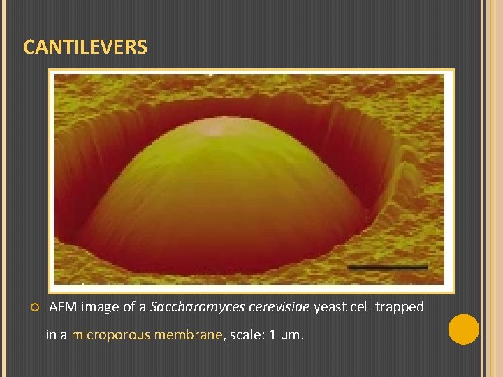 CANTILEVERS AFM image of a Saccharomyces cerevisiae yeast cell trapped in a microporous membrane,