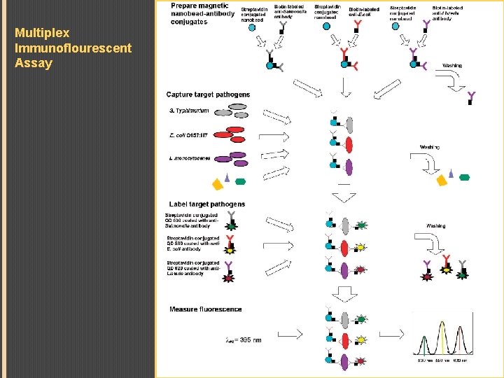 Multiplex Immunoflourescent Assay 