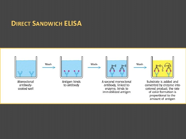 DIRECT SANDWICH ELISA 