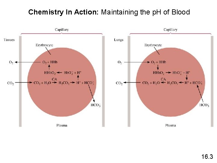 Chemistry In Action: Maintaining the p. H of Blood 16. 3 