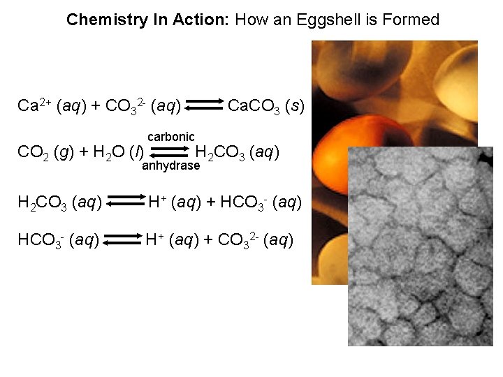 Chemistry In Action: How an Eggshell is Formed Ca 2+ (aq) + CO 32 Chemistry In Action: How an Eggshell is Formed Ca 2+ (aq) + CO 32