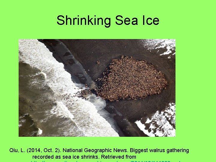 Shrinking Sea Ice Qiu, L. (2014, Oct. 2). National Geographic News. Biggest walrus gathering