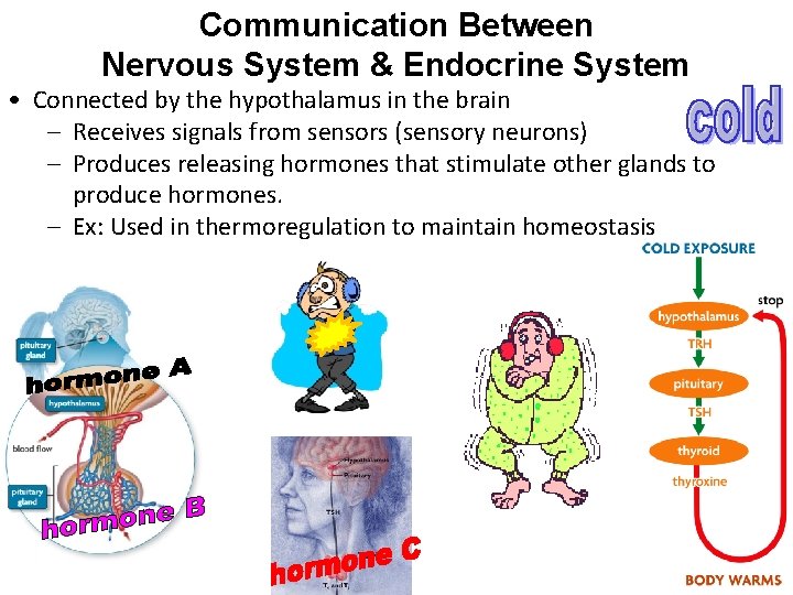 Communication Between Nervous System & Endocrine System • Connected by the hypothalamus in the