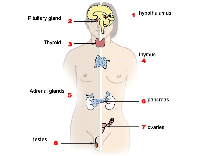 Pituitary gland hypothalamus Thyroid thymus Adrenal glands pancreas ovaries testes 