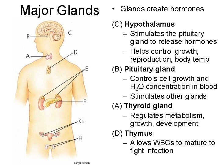 Major Glands • Glands create hormones (C) Hypothalamus – Stimulates the pituitary gland to