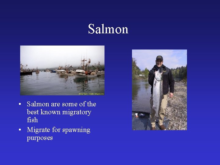 Salmon • Salmon are some of the best known migratory fish • Migrate for
