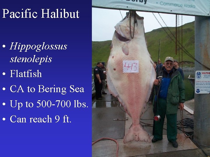 Pacific Halibut • Hippoglossus stenolepis • Flatfish • CA to Bering Sea • Up