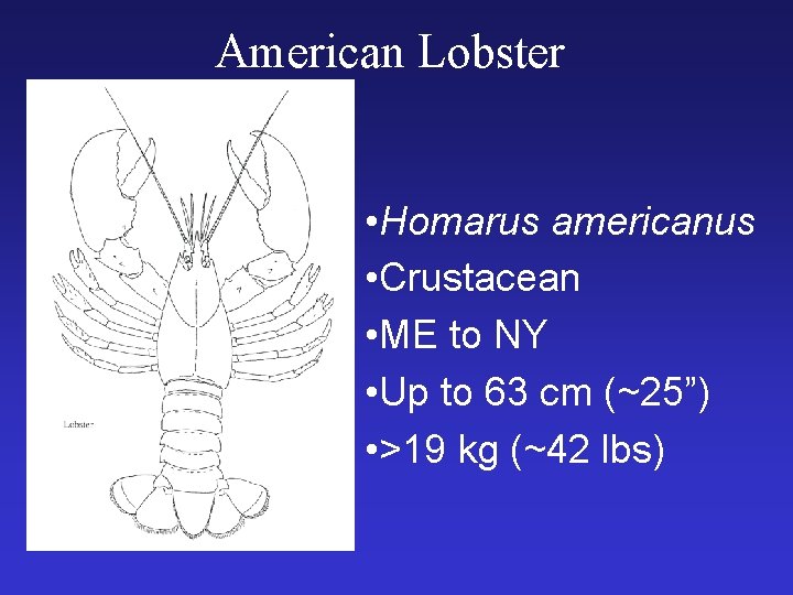American Lobster • Homarus americanus • Crustacean • ME to NY • Up to