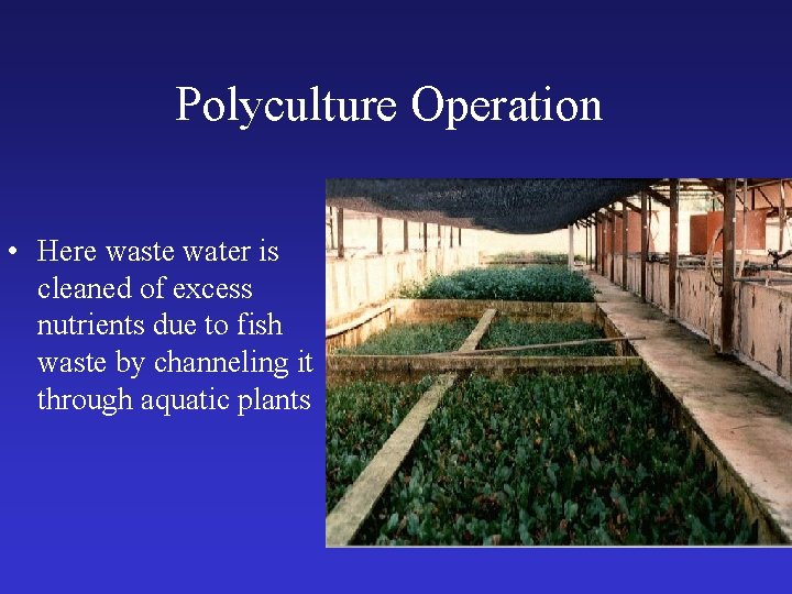 Polyculture Operation • Here waste water is cleaned of excess nutrients due to fish