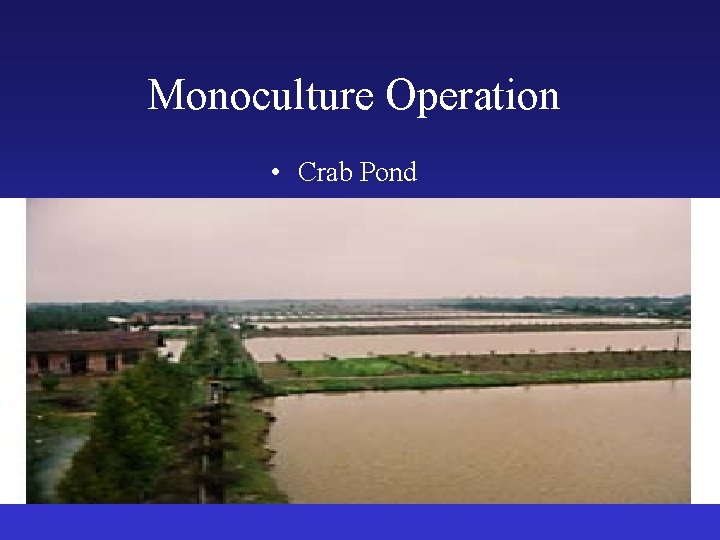 Monoculture Operation • Crab Pond 
