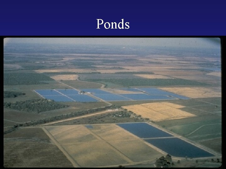 Ponds 