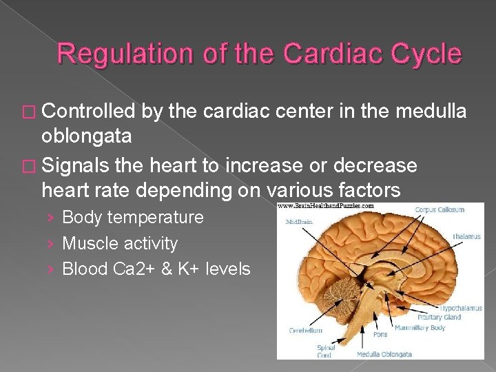 Regulation of the Cardiac Cycle � Controlled by the cardiac center in the medulla