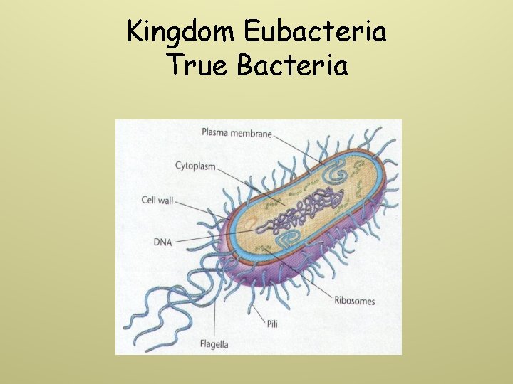 Kingdom Eubacteria True Bacteria 
