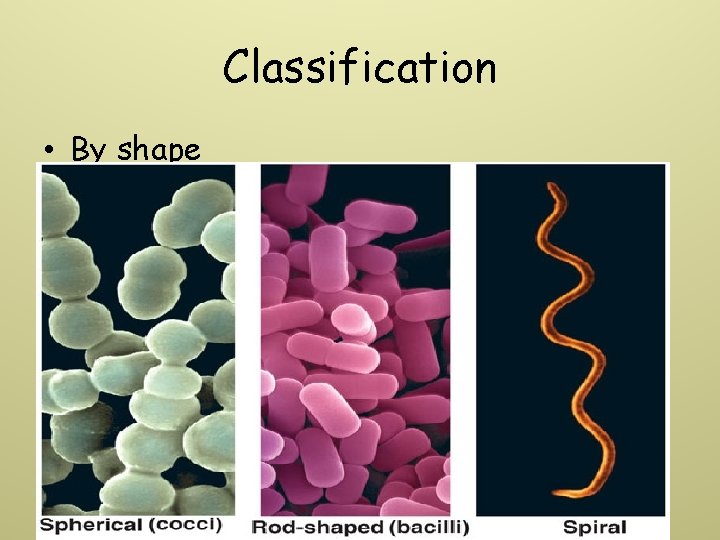 Classification • By shape 