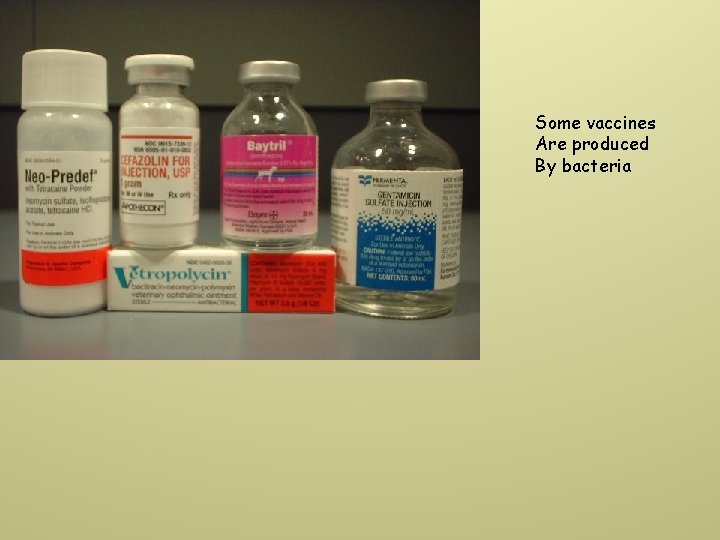 Some vaccines Are produced By bacteria 