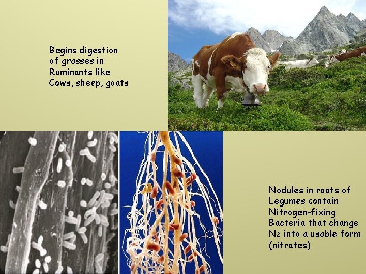 Begins digestion of grasses in Ruminants like Cows, sheep, goats Nodules in roots of
