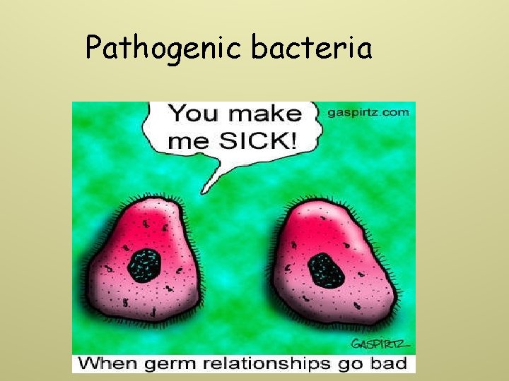 Pathogenic bacteria 