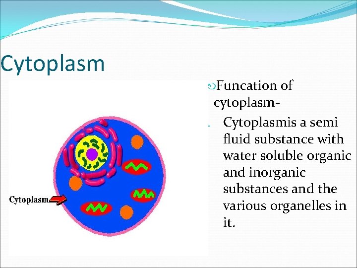 Cytoplasm Funcation of cytoplasm 1. Cytoplasmis a semi fluid substance with water soluble organic