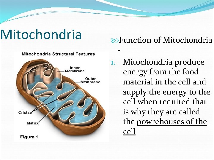 Mitochondria Function of Mitochondria 1. Mitochondria produce energy from the food material in the