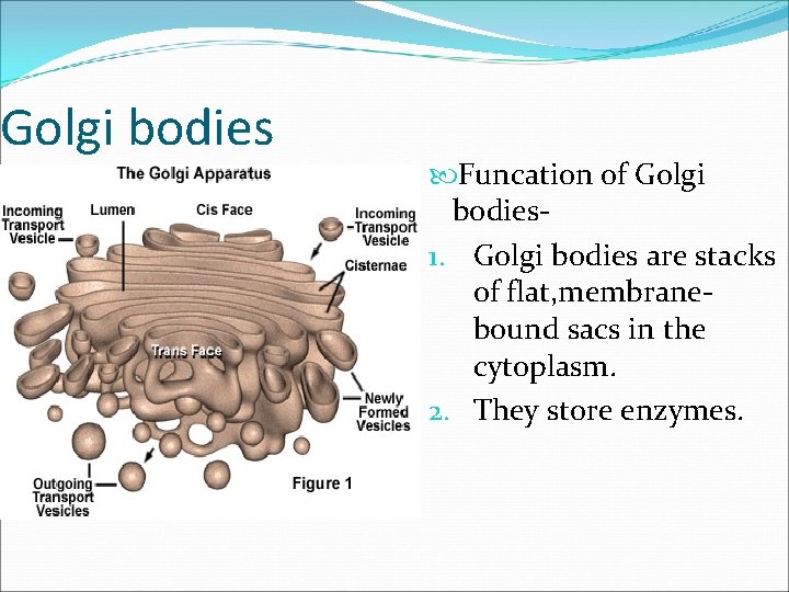 Golgi bodies Funcation of Golgi bodies 1. Golgi bodies are stacks of flat, membranebound