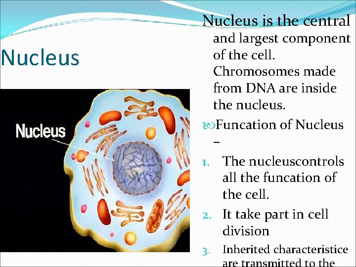 Nucleus is the central and largest component of the cell. Chromosomes made from DNA