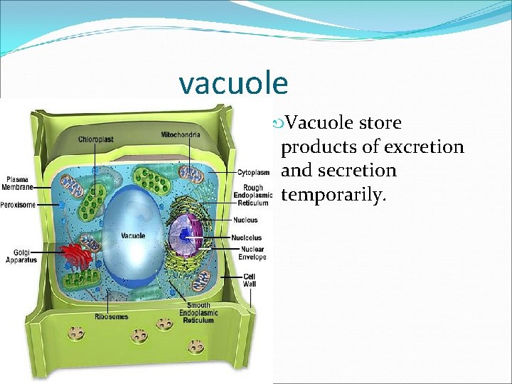 vacuole Vacuole store products of excretion and secretion temporarily. 