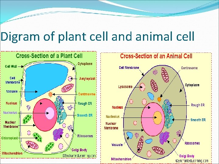 Digram of plant cell and animal cell 