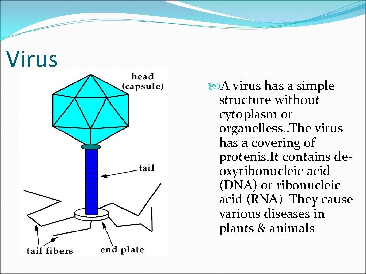 Virus A virus has a simple structure without cytoplasm or organelless. . The virus
