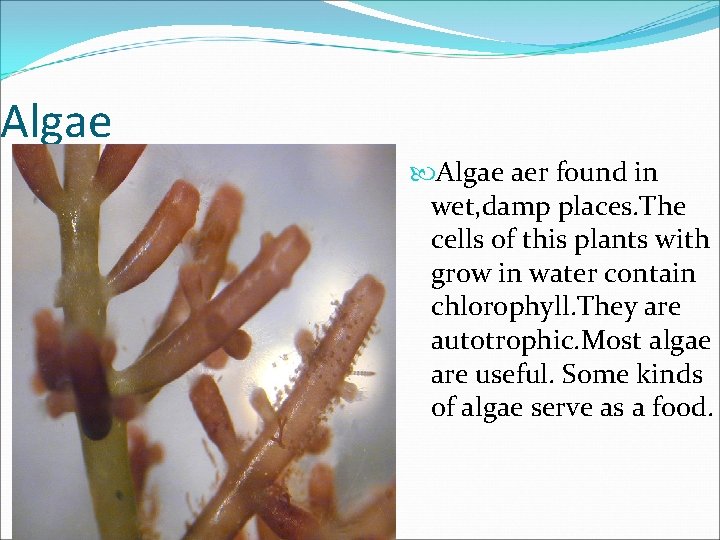 Algae aer found in wet, damp places. The cells of this plants with grow