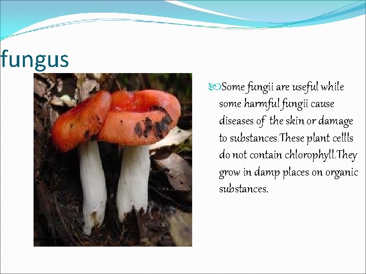 fungus Some fungii are useful while some harmful fungii cause diseases of the skin