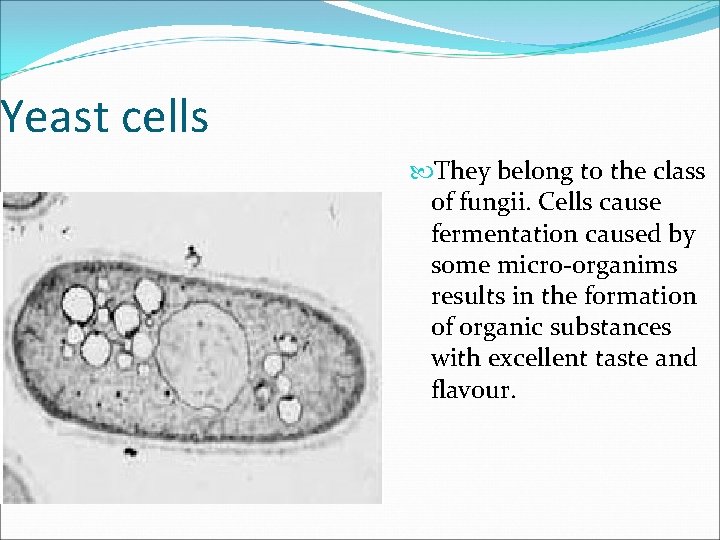 Yeast cells They belong to the class of fungii. Cells cause fermentation caused by