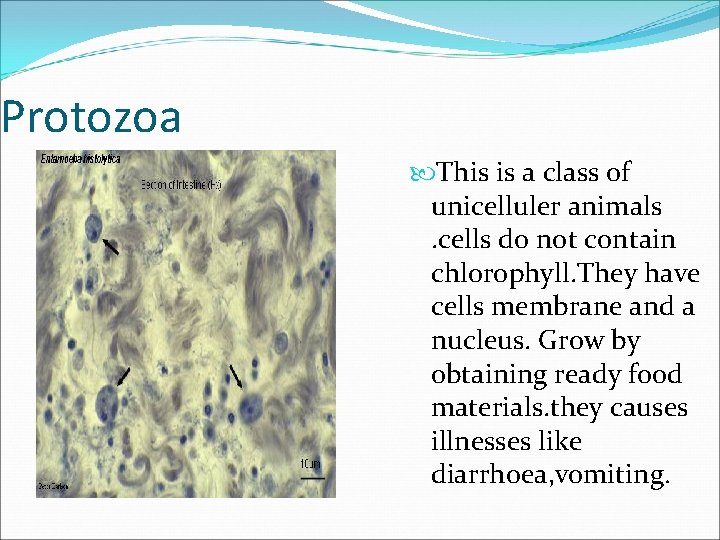 Protozoa This is a class of unicelluler animals. cells do not contain chlorophyll. They