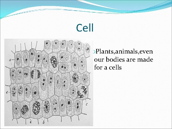 Cell Plants, animals, even our bodies are made for a cells 