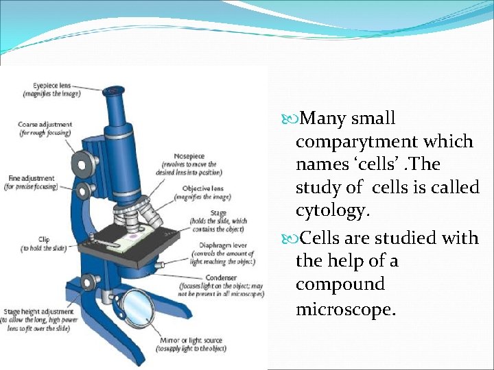  Many small comparytment which names ‘cells’. The study of cells is called cytology.