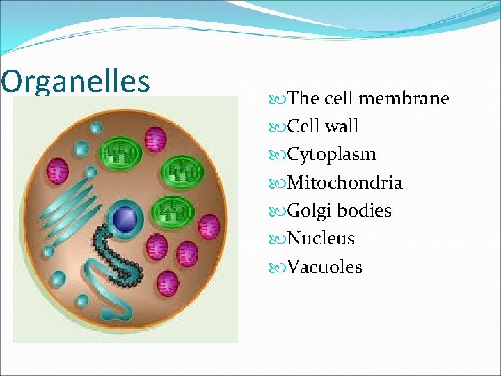 Organelles The cell membrane Cell wall Cytoplasm Mitochondria Golgi bodies Nucleus Vacuoles 