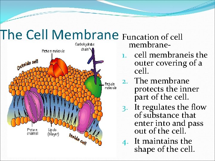 The Cell Membrane Funcation of cell membrane 1. cell membraneis the outer covering of