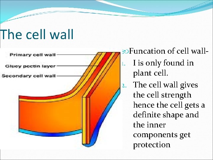 The cell wall Funcation of cell wall 1. I is only found in plant